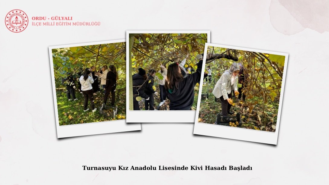 Turnasuyu Kız Anadolu Lisesinde Kivi Hasadı Başladı